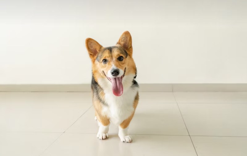 2025년 최신 정보 - 반려동물 보험 필수가 되어야 할까? 20 2025년 최신 정보 - 반려동물 보험 필수가 되어야 할까? 19