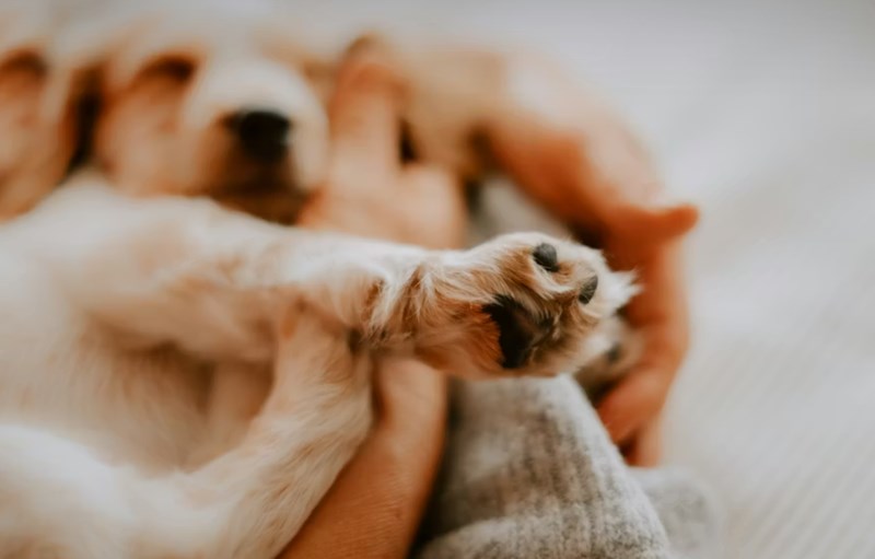 애완 동물 보험 1가지 꿀팁으로 2025년 슬기로운 애완 동물 보험 생활 시작하기 - 꼼꼼 비교와 선택 가이드 20 애완 동물 보험 1가지 꿀팁으로 2025년 슬기로운 애완 동물 보험 생활 시작하기 - 꼼꼼 비교와 선택 가이드 19