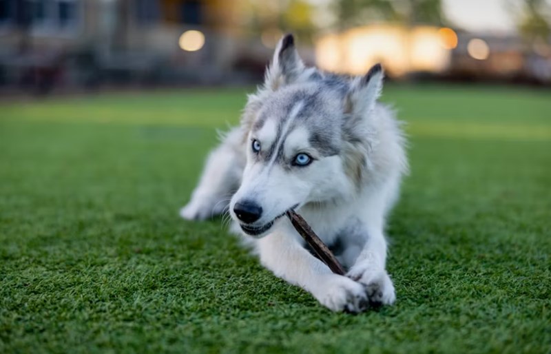 애완 동물 보험 1가지 꿀팁으로 2025년 슬기로운 애완 동물 보험 생활 시작하기 - 꼼꼼 비교와 선택 가이드 18 애완 동물 보험 1가지 꿀팁으로 2025년 슬기로운 애완 동물 보험 생활 시작하기 - 꼼꼼 비교와 선택 가이드 17
