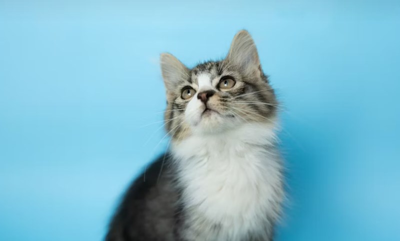 2025년 펫보험 비교 - 10가지 핵심 질문과 답변, 완벽 가이드 10 2025년 펫보험 비교 - 10가지 핵심 질문과 답변, 완벽 가이드 9