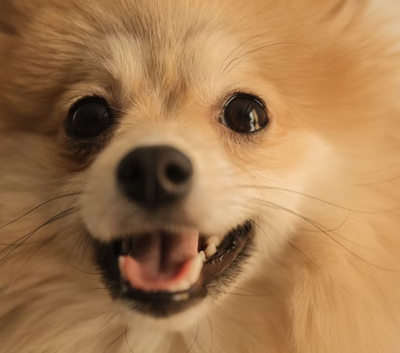 애완 동물 보험 1가지 꿀팁으로 2025년 슬기로운 애완 동물 보험 생활 시작하기 - 꼼꼼 비교와 선택 가이드 12 애완 동물 보험 1가지 꿀팁으로 2025년 슬기로운 애완 동물 보험 생활 시작하기 - 꼼꼼 비교와 선택 가이드 11