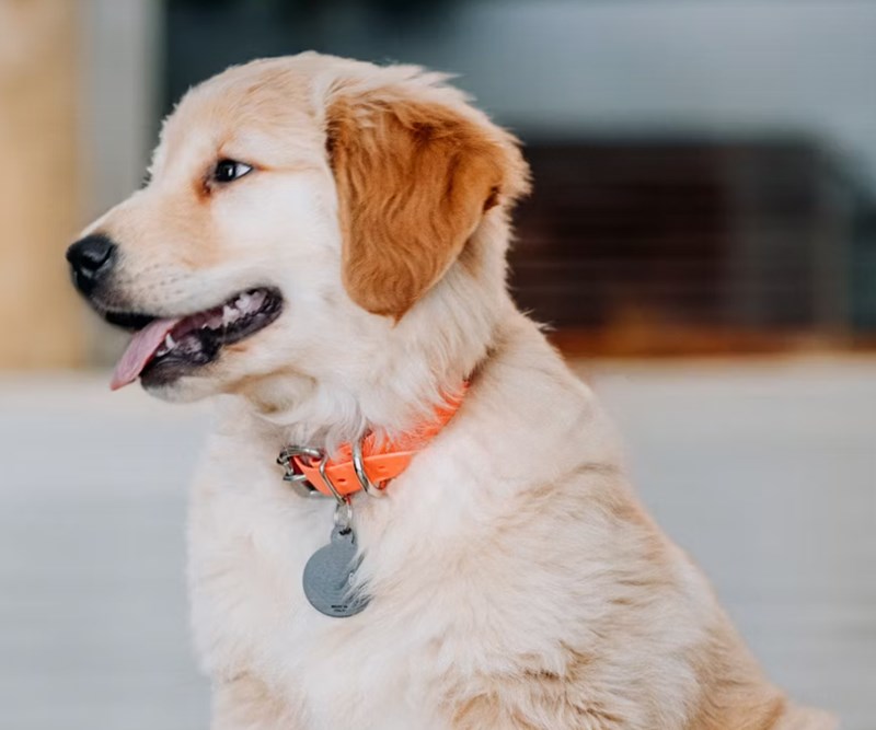 애완 동물 보험 1가지 꿀팁으로 2025년 슬기로운 애완 동물 보험 생활 시작하기 - 꼼꼼 비교와 선택 가이드 14 애완 동물 보험 1가지 꿀팁으로 2025년 슬기로운 애완 동물 보험 생활 시작하기 - 꼼꼼 비교와 선택 가이드 13