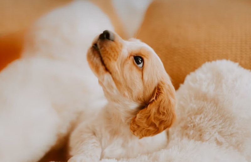 애완 동물 보험 1가지 꿀팁으로 2025년 슬기로운 애완 동물 보험 생활 시작하기 - 꼼꼼 비교와 선택 가이드 16 애완 동물 보험 1가지 꿀팁으로 2025년 슬기로운 애완 동물 보험 생활 시작하기 - 꼼꼼 비교와 선택 가이드 15