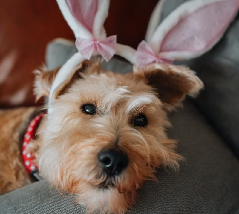 2025년 반려 동물 보험 A to Z 파헤치기 - 슬기로운 펫생활 18 2025년 반려 동물 보험 A to Z 파헤치기 - 슬기로운 펫생활 17