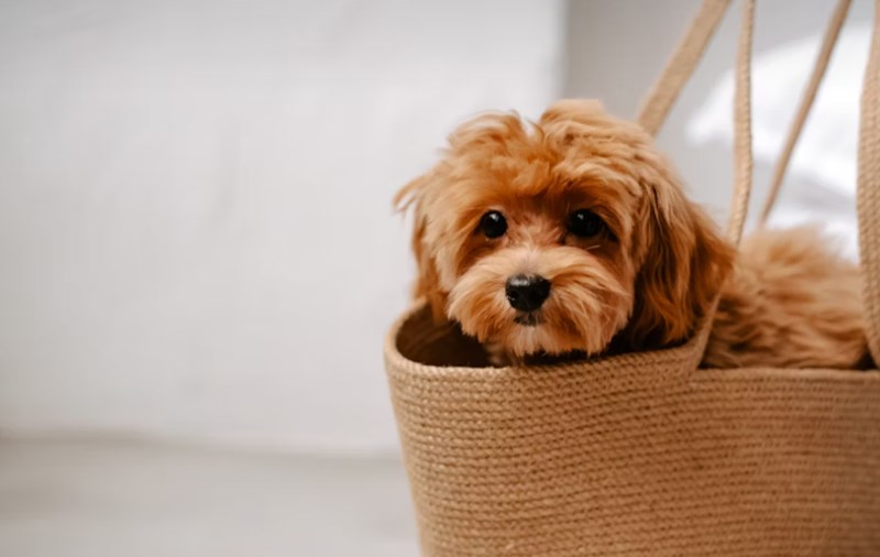 2025년 반려 동물 보험 A to Z 파헤치기 - 슬기로운 펫생활 12 2025년 반려 동물 보험 A to Z 파헤치기 - 슬기로운 펫생활 11