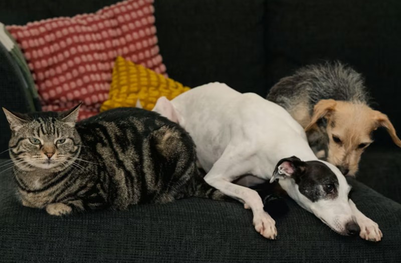 애완 동물 보험 1가지 꿀팁으로 2025년 슬기로운 애완 동물 보험 생활 시작하기 - 꼼꼼 비교와 선택 가이드 22 애완 동물 보험 1가지 꿀팁으로 2025년 슬기로운 애완 동물 보험 생활 시작하기 - 꼼꼼 비교와 선택 가이드 21