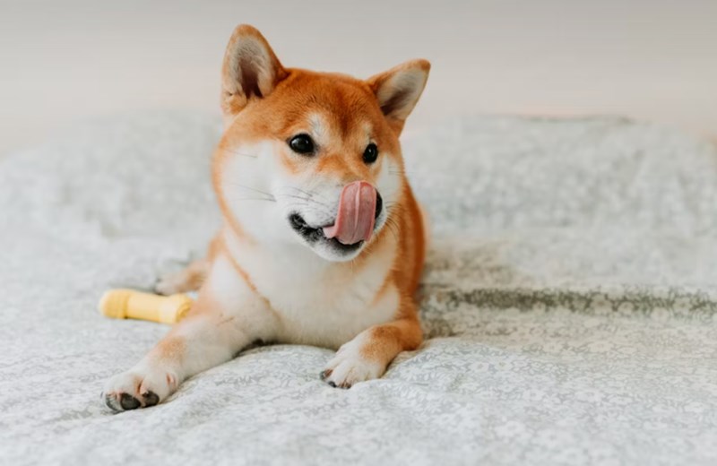 2025년 펫 보험 가격 심층 분석 4가지 핵심 23