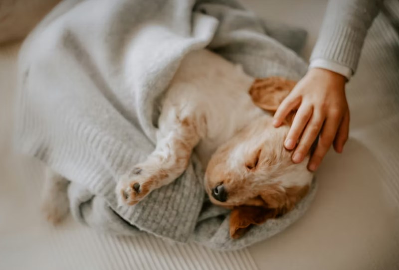 2025년 펫 보험 가격 심층 분석 4가지 핵심 25