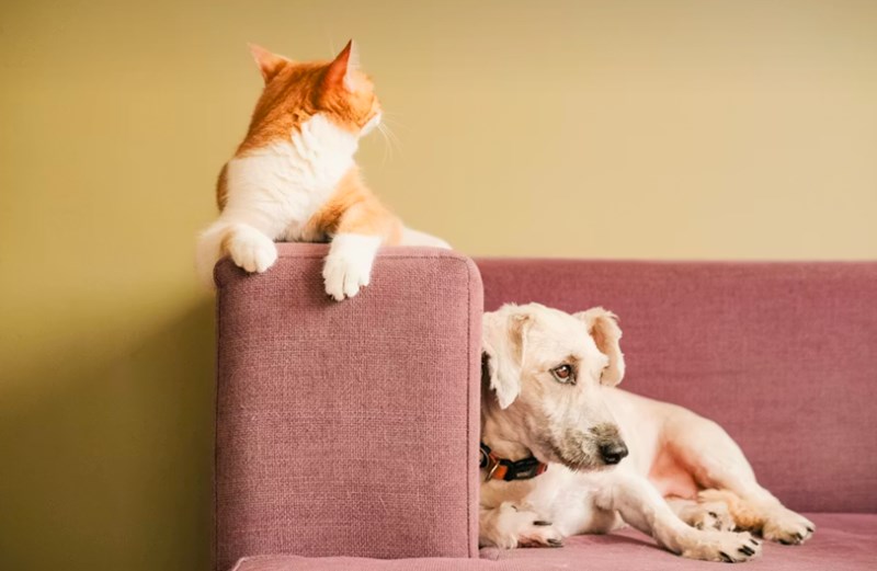 2025년 똑똑한 펫생활 - 메리츠 펫 보험 파헤치기 16 2025년 똑똑한 펫생활 - 메리츠 펫 보험 파헤치기 15