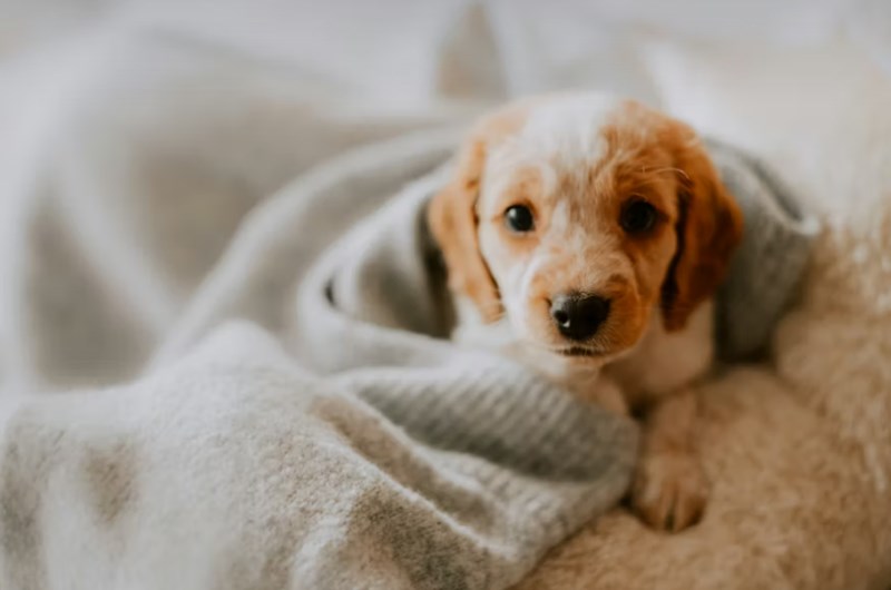 2025년 펫 보험 가격 심층 분석 4가지 핵심 17