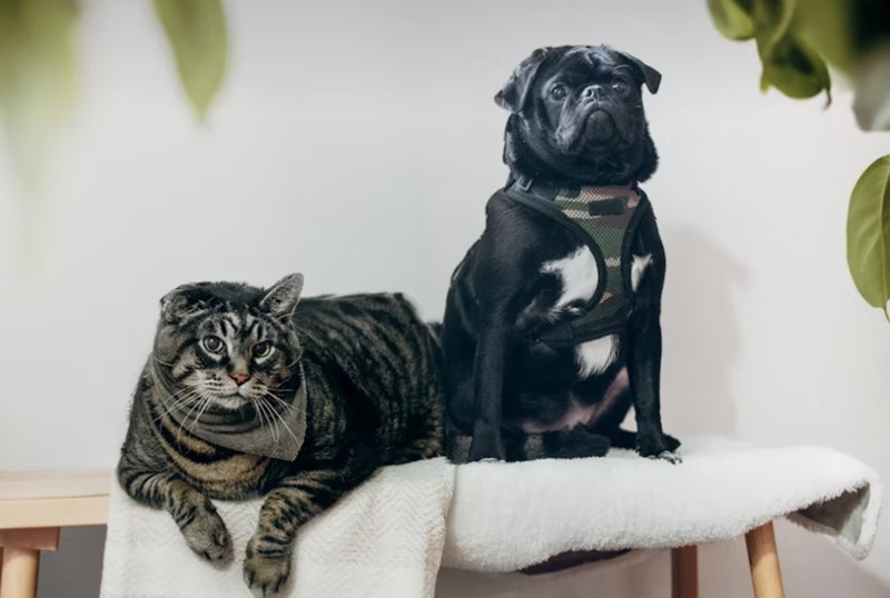 2025년 최신 정보 - 반려동물 보험 필수가 되어야 할까? 18 2025년 최신 정보 - 반려동물 보험 필수가 되어야 할까? 17