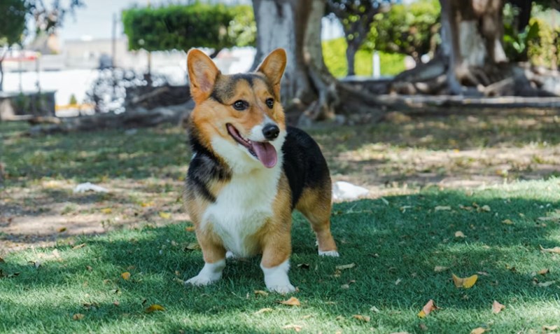 2025년 최신 정보 - 반려동물 보험 필수가 되어야 할까? 16 2025년 최신 정보 - 반려동물 보험 필수가 되어야 할까? 15