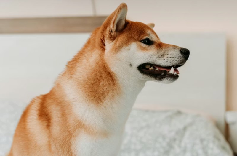 2025년 펫 보험 가격 심층 분석 4가지 핵심 19