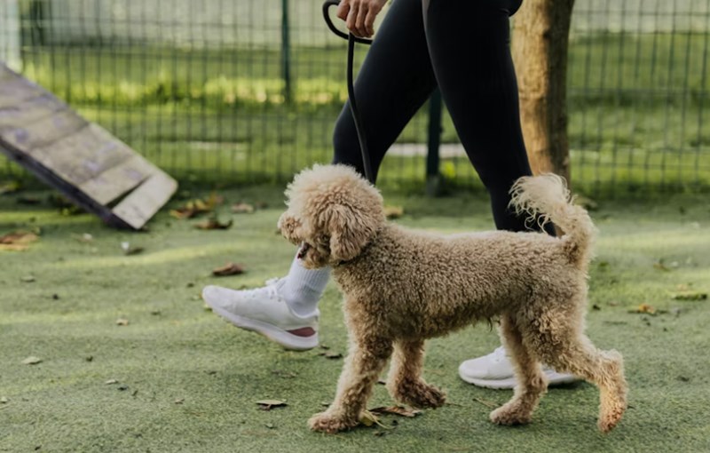 2025년 펫 보험 가격 심층 분석 4가지 핵심 9