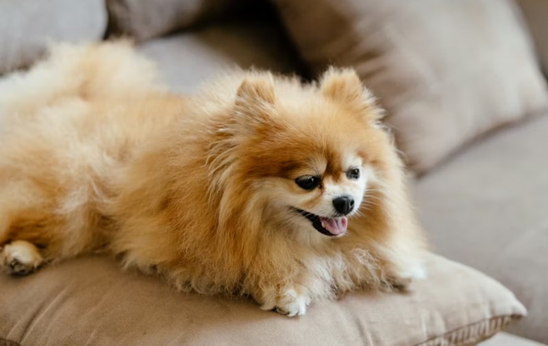 2025년 펫 보험 가격 심층 분석 4가지 핵심 11