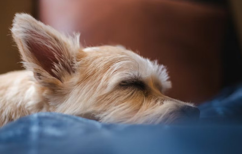 2025년 펫 보험 가격 심층 분석 4가지 핵심 13