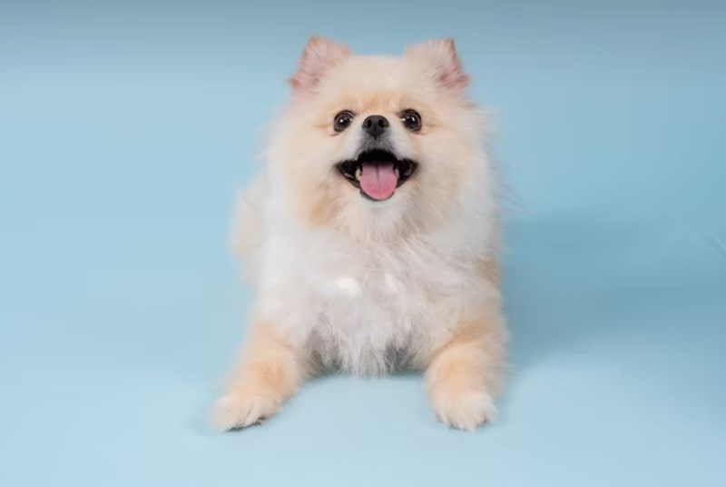 반려 동물 보험 5가지 핵심 전략 - 2025년 현명하게 선택하기 20 반려 동물 보험 5가지 핵심 전략 - 2025년 현명하게 선택하기 19