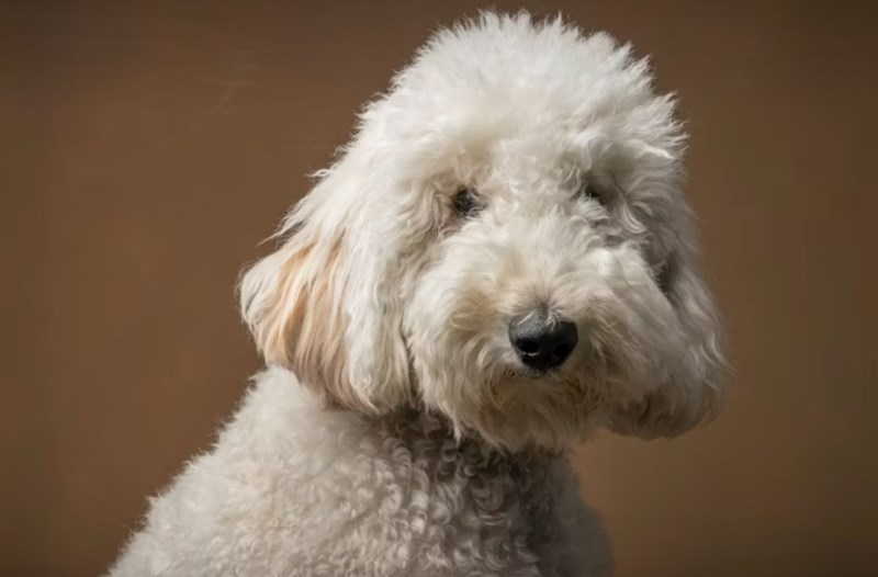 반려 동물 보험 5가지 핵심 전략 - 2025년 현명하게 선택하기 18 반려 동물 보험 5가지 핵심 전략 - 2025년 현명하게 선택하기 17