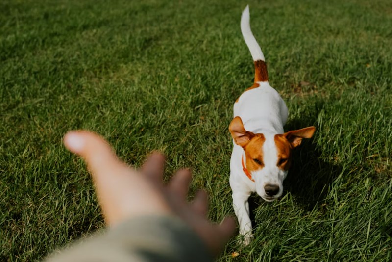반려 동물 보험 5가지 핵심 전략 - 2025년 현명하게 선택하기 16 반려 동물 보험 5가지 핵심 전략 - 2025년 현명하게 선택하기 15