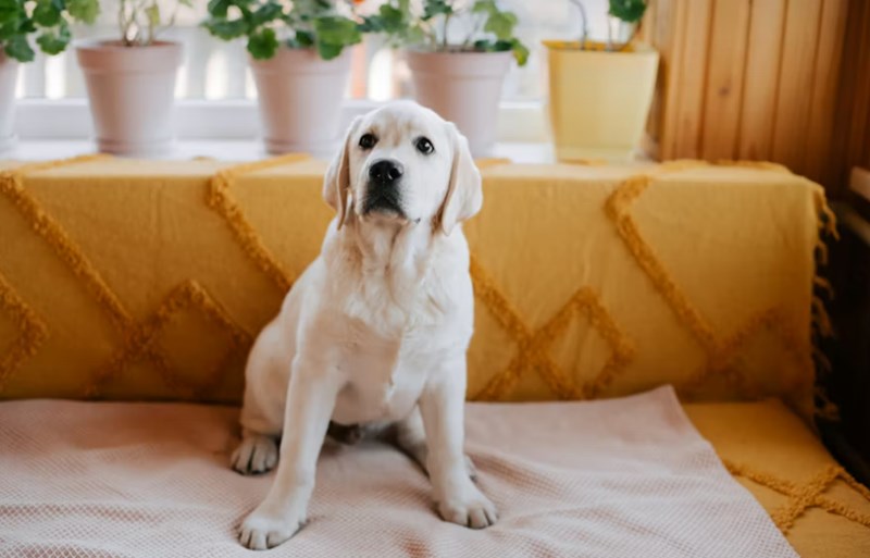 반려 동물 보험 5가지 핵심 전략 - 2025년 현명하게 선택하기 14 반려 동물 보험 5가지 핵심 전략 - 2025년 현명하게 선택하기 13