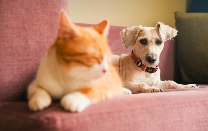 반려 동물 보험 5가지 핵심 전략 - 2025년 현명하게 선택하기 12 반려 동물 보험 5가지 핵심 전략 - 2025년 현명하게 선택하기 11