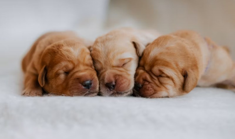 반려 동물 보험 5가지 핵심 전략 - 2025년 현명하게 선택하기 10 반려 동물 보험 5가지 핵심 전략 - 2025년 현명하게 선택하기 9