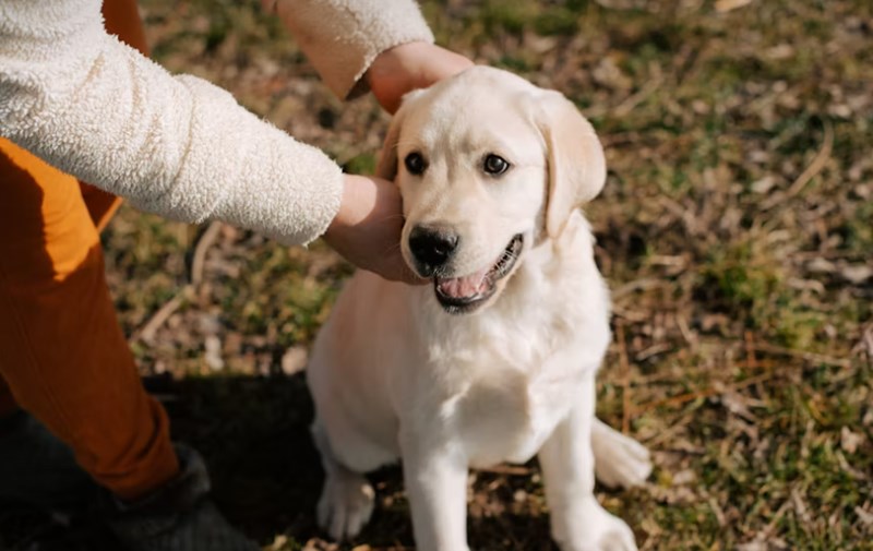 2025년 최신 정보 - 반려동물 보험 필수가 되어야 할까? 14 2025년 최신 정보 - 반려동물 보험 필수가 되어야 할까? 13
