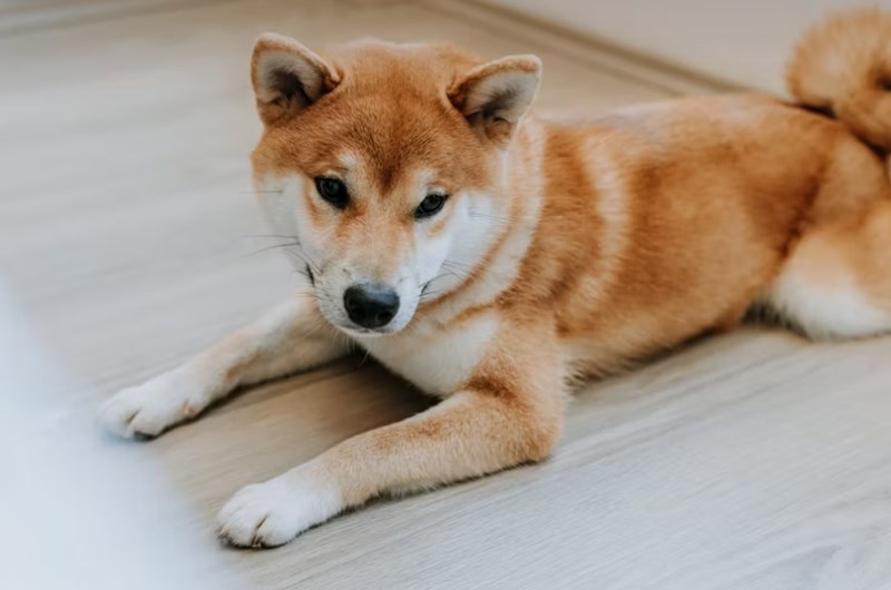 2025년 삼성 화재 다이렉트 펫 보험(+ 펫팸족을 위한 선택) 18 2025년 삼성 화재 다이렉트 펫 보험(+ 펫팸족을 위한 선택) 17