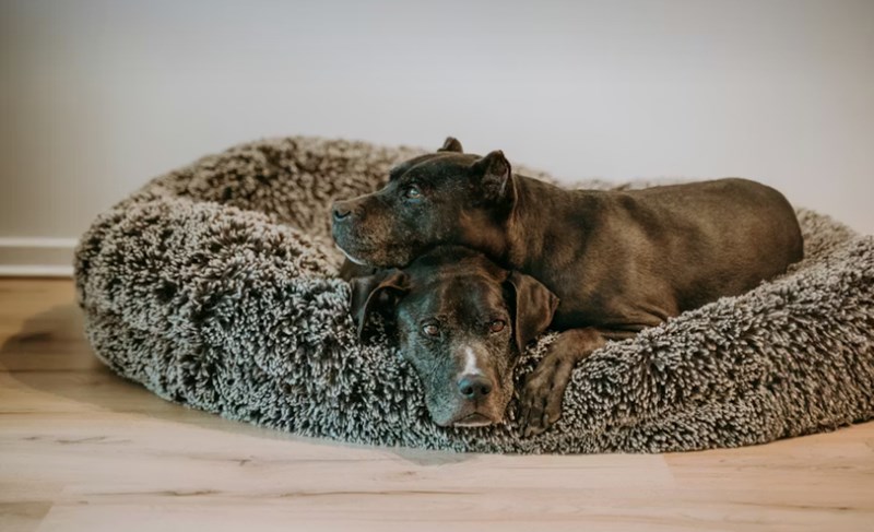 2025년 펫 보험 종류 슬기로운 반려생활 - 알아두면 유용한 5가지 펫 보험 종류 14 2025년 펫 보험 종류 슬기로운 반려생활 - 알아두면 유용한 5가지 펫 보험 종류 13