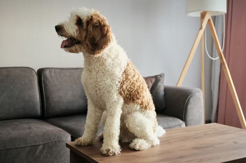 2025년 삼성 화재 다이렉트 펫 보험(+ 펫팸족을 위한 선택) 14 2025년 삼성 화재 다이렉트 펫 보험(+ 펫팸족을 위한 선택) 13