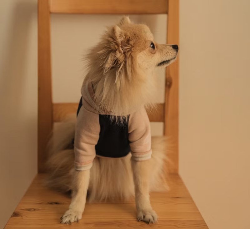 2025년 삼성 화재 다이렉트 펫 보험(+ 펫팸족을 위한 선택) 16 2025년 삼성 화재 다이렉트 펫 보험(+ 펫팸족을 위한 선택) 15