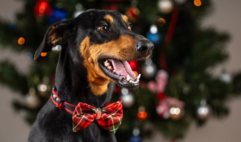 2025년 펫 보험 종류 슬기로운 반려생활 - 알아두면 유용한 5가지 펫 보험 종류 10 2025년 펫 보험 종류 슬기로운 반려생활 - 알아두면 유용한 5가지 펫 보험 종류 9