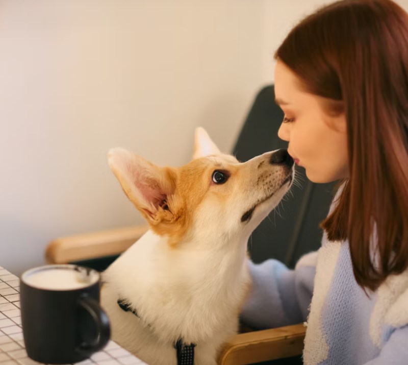 DB 손해 보험 펫 보험 똑똑한 반려생활 가이드 : 2025년 DB 손해 보험 펫 보험으로 든든하게 - 선택부터 보장까지 꼼꼼 분석 18 DB 손해 보험 펫 보험 똑똑한 반려생활 가이드 : 2025년 DB 손해 보험 펫 보험으로 든든하게 - 선택부터 보장까지 꼼꼼 분석 17