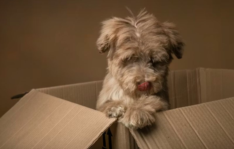 DB 손해 보험 펫 보험 똑똑한 반려생활 가이드 : 2025년 DB 손해 보험 펫 보험으로 든든하게 - 선택부터 보장까지 꼼꼼 분석 26 DB 손해 보험 펫 보험 똑똑한 반려생활 가이드 : 2025년 DB 손해 보험 펫 보험으로 든든하게 - 선택부터 보장까지 꼼꼼 분석 25