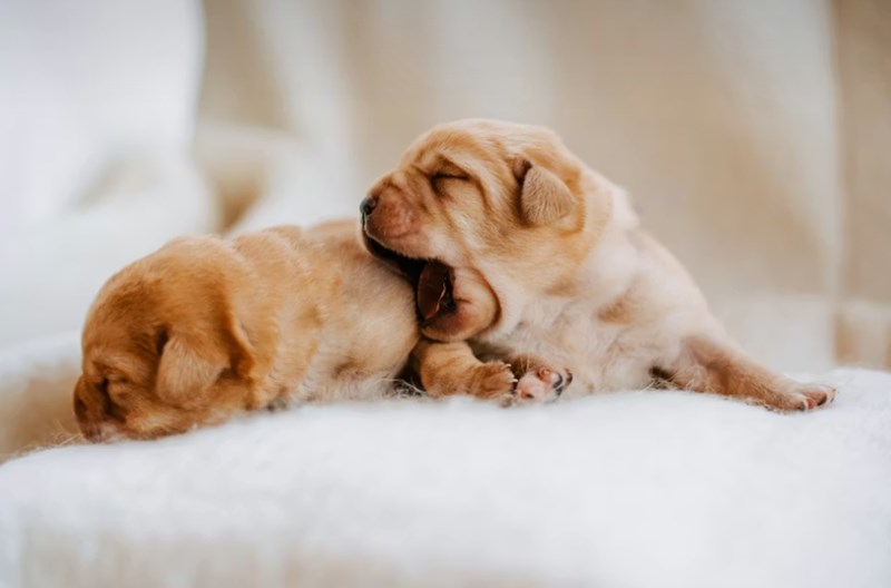 DB 손해 보험 펫 보험 똑똑한 반려생활 가이드 : 2025년 DB 손해 보험 펫 보험으로 든든하게 - 선택부터 보장까지 꼼꼼 분석 24 DB 손해 보험 펫 보험 똑똑한 반려생활 가이드 : 2025년 DB 손해 보험 펫 보험으로 든든하게 - 선택부터 보장까지 꼼꼼 분석 23