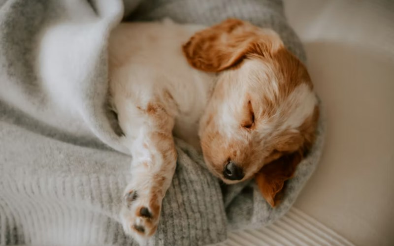 DB 손해 보험 펫 보험 똑똑한 반려생활 가이드 : 2025년 DB 손해 보험 펫 보험으로 든든하게 - 선택부터 보장까지 꼼꼼 분석 14 DB 손해 보험 펫 보험 똑똑한 반려생활 가이드 : 2025년 DB 손해 보험 펫 보험으로 든든하게 - 선택부터 보장까지 꼼꼼 분석 13