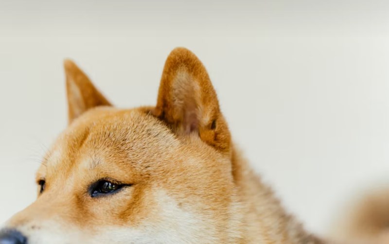 DB 손해 보험 펫 보험 똑똑한 반려생활 가이드 : 2025년 DB 손해 보험 펫 보험으로 든든하게 - 선택부터 보장까지 꼼꼼 분석 10 DB 손해 보험 펫 보험 똑똑한 반려생활 가이드 : 2025년 DB 손해 보험 펫 보험으로 든든하게 - 선택부터 보장까지 꼼꼼 분석 9