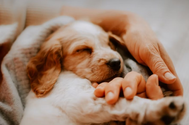 DB 손해 보험 펫 보험 똑똑한 반려생활 가이드 : 2025년 DB 손해 보험 펫 보험으로 든든하게 - 선택부터 보장까지 꼼꼼 분석 16 DB 손해 보험 펫 보험 똑똑한 반려생활 가이드 : 2025년 DB 손해 보험 펫 보험으로 든든하게 - 선택부터 보장까지 꼼꼼 분석 15