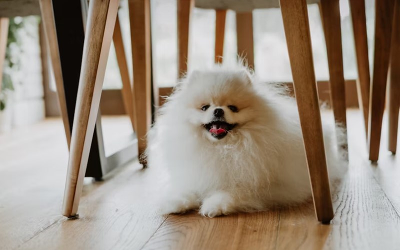 DB 손해 보험 펫 보험 똑똑한 반려생활 가이드 : 2025년 DB 손해 보험 펫 보험으로 든든하게 - 선택부터 보장까지 꼼꼼 분석 22 DB 손해 보험 펫 보험 똑똑한 반려생활 가이드 : 2025년 DB 손해 보험 펫 보험으로 든든하게 - 선택부터 보장까지 꼼꼼 분석 21