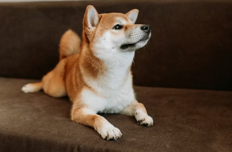 DB 손해 보험 펫 보험 똑똑한 반려생활 가이드 : 2025년 DB 손해 보험 펫 보험으로 든든하게 - 선택부터 보장까지 꼼꼼 분석 20 DB 손해 보험 펫 보험 똑똑한 반려생활 가이드 : 2025년 DB 손해 보험 펫 보험으로 든든하게 - 선택부터 보장까지 꼼꼼 분석 19