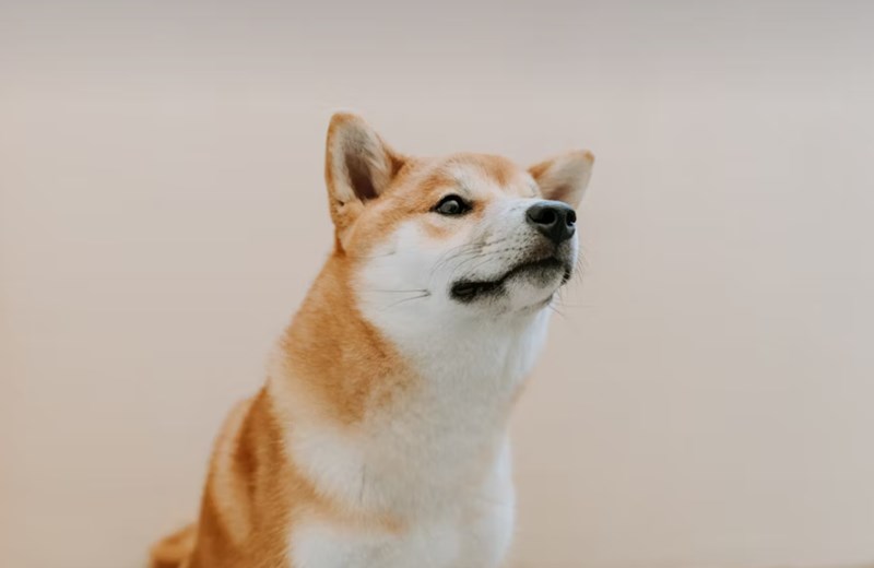 DB 손해 보험 펫 보험 똑똑한 반려생활 가이드 : 2025년 DB 손해 보험 펫 보험으로 든든하게 - 선택부터 보장까지 꼼꼼 분석 12 DB 손해 보험 펫 보험 똑똑한 반려생활 가이드 : 2025년 DB 손해 보험 펫 보험으로 든든하게 - 선택부터 보장까지 꼼꼼 분석 11