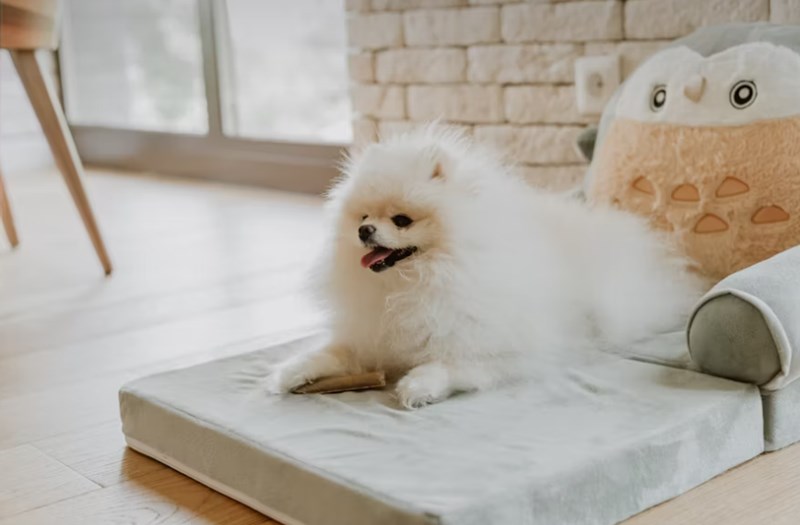 2025년 삼성 화재 다이렉트 펫 보험(+ 펫팸족을 위한 선택) 12 2025년 삼성 화재 다이렉트 펫 보험(+ 펫팸족을 위한 선택) 11