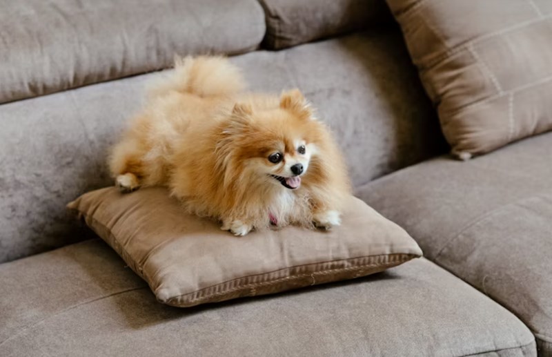 2025년 삼성 화재 다이렉트 펫 보험(+ 펫팸족을 위한 선택) 10 2025년 삼성 화재 다이렉트 펫 보험(+ 펫팸족을 위한 선택) 9