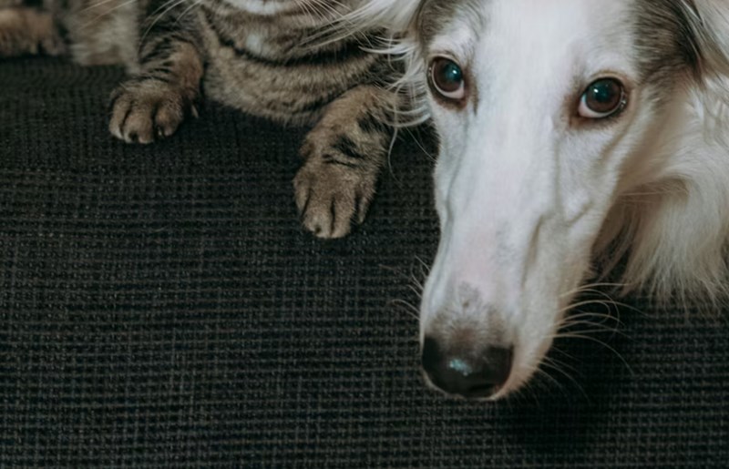 2025년 맞춤 설계 - 메리츠 화재 펫 보험으로 사랑하는 반려동물에게 행복을 선물하세요! 20 2025년 맞춤 설계 - 메리츠 화재 펫 보험으로 사랑하는 반려동물에게 행복을 선물하세요! 19