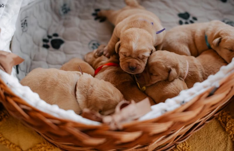 2025년 맞춤 설계 - 메리츠 화재 펫 보험으로 사랑하는 반려동물에게 행복을 선물하세요! 18 2025년 맞춤 설계 - 메리츠 화재 펫 보험으로 사랑하는 반려동물에게 행복을 선물하세요! 17