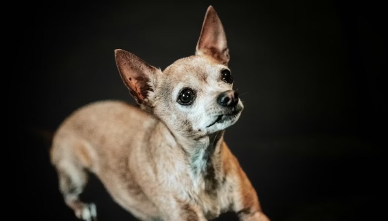 2025년 맞춤 설계 - 메리츠 화재 펫 보험으로 사랑하는 반려동물에게 행복을 선물하세요! 16 2025년 맞춤 설계 - 메리츠 화재 펫 보험으로 사랑하는 반려동물에게 행복을 선물하세요! 15