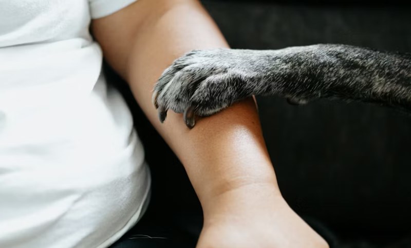 2025년 맞춤 설계 - 메리츠 화재 펫 보험으로 사랑하는 반려동물에게 행복을 선물하세요! 14 2025년 맞춤 설계 - 메리츠 화재 펫 보험으로 사랑하는 반려동물에게 행복을 선물하세요! 13