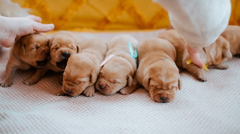 2025년 맞춤 설계 - 메리츠 화재 펫 보험으로 사랑하는 반려동물에게 행복을 선물하세요! 24 2025년 맞춤 설계 - 메리츠 화재 펫 보험으로 사랑하는 반려동물에게 행복을 선물하세요! 23