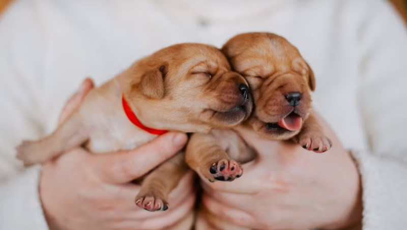 2025년 맞춤 설계 - 메리츠 화재 펫 보험으로 사랑하는 반려동물에게 행복을 선물하세요! 26 2025년 맞춤 설계 - 메리츠 화재 펫 보험으로 사랑하는 반려동물에게 행복을 선물하세요! 25