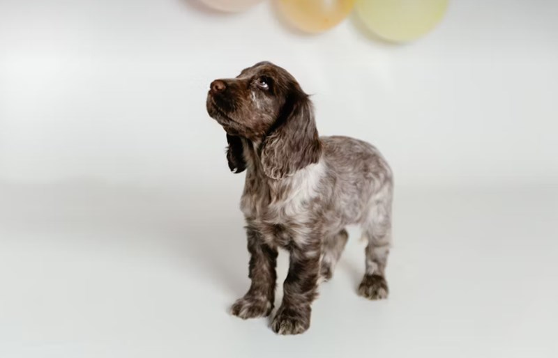 2025년 삼성 펫 보험 - 안심하고 댕냥이 맡기세요! 24 2025년 삼성 펫 보험 - 안심하고 댕냥이 맡기세요! 23